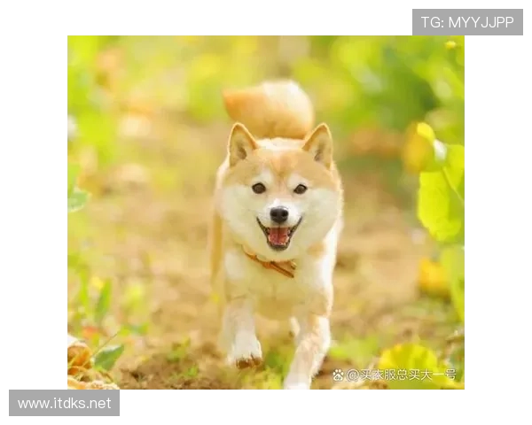王燊超家的狗吃的都比我工资高
