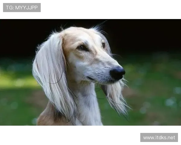 拉皮诺家的狗都比某些人年薪高